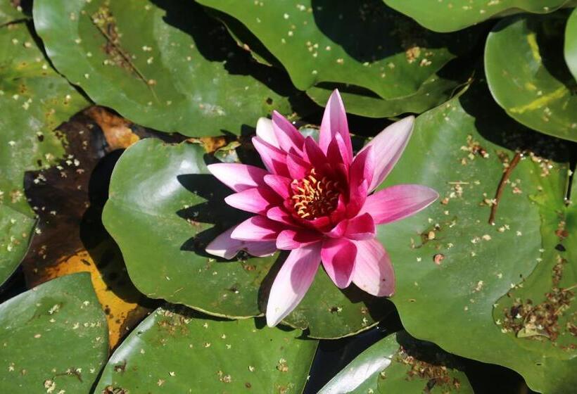 בית מלון כפרי Fasching