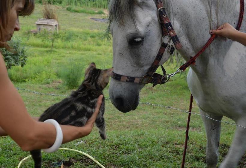 Bed and Breakfast Il Casale Alle Farine