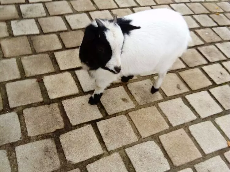 ベッドアンドブレックファースト 7 , Le Haut Montrayé