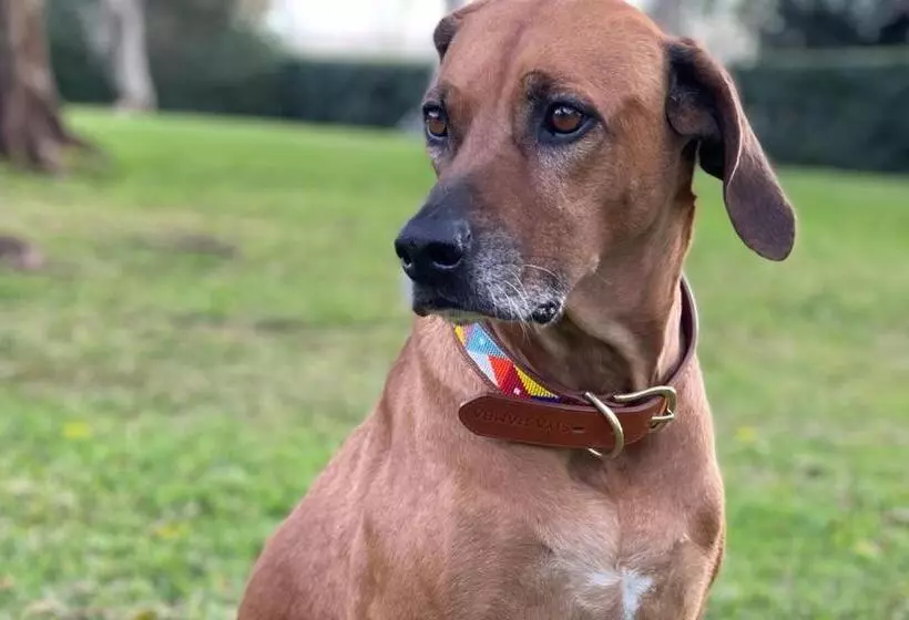 Aamiaismajoitus (B&B) Kingsley House Chalet