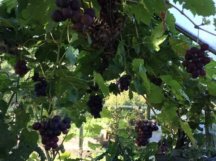 Hotelli Gammalsbygårdens Gästgiveri