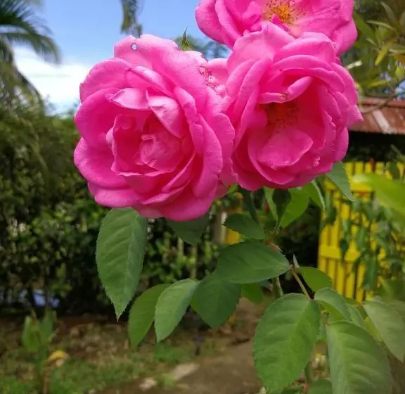 Hotelli Secret Garden