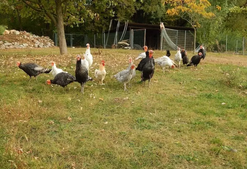 Aamiaismajoitus (B&B) El Pavejo