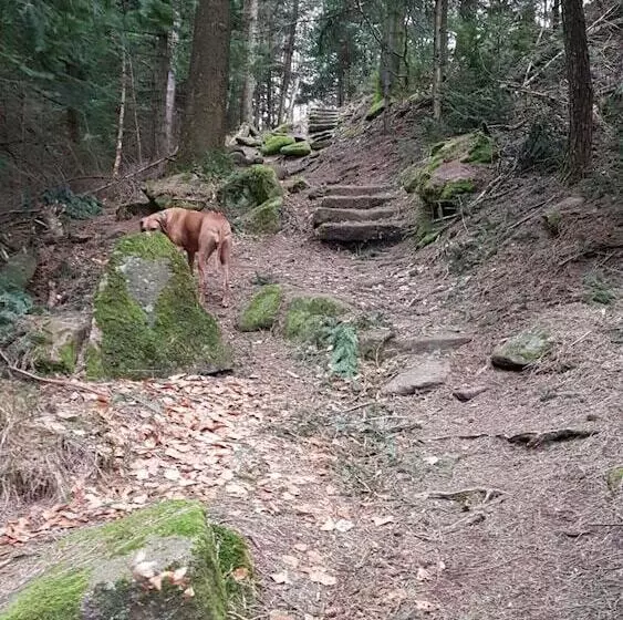 ホテル Platzhirsch