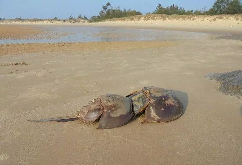 Antique Courtyard B&b