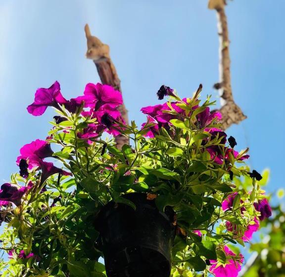 تختخواب و صبحانه Domo All Antico Borgo