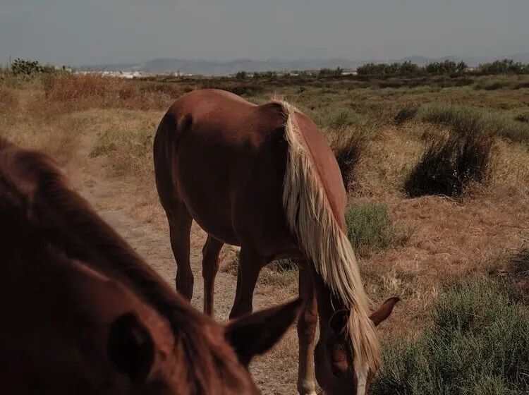 Hotel Oku Andalusia – Alcaidesa