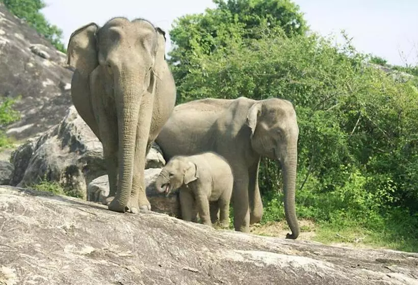 تختخواب و صبحانه Nature Lovers Safari Resort