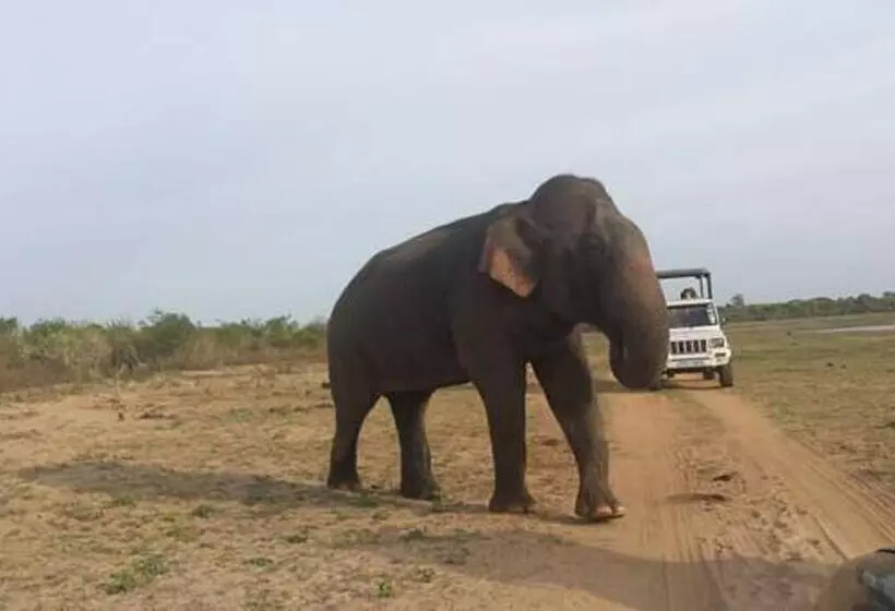 تختخواب و صبحانه Nature Lovers Safari Resort