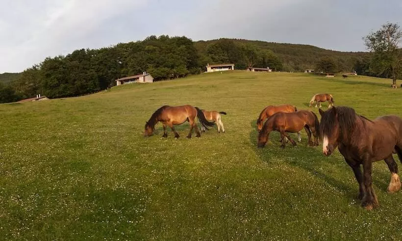 Cabañas Deluxe Basajaun Basoa By Irrisarri Land