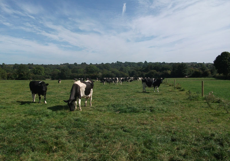 مبيت وإفطار Coolmore Farmhouse