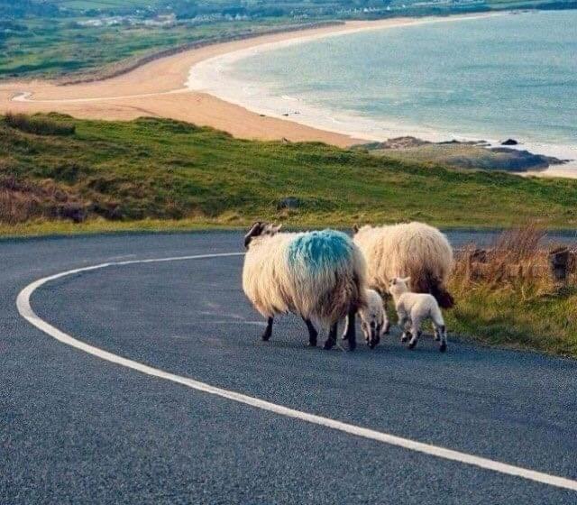 住宿加早餐 Hollycrest Lodge