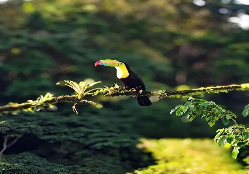 ホテル La Laguna Del Lagarto Eco Lodge