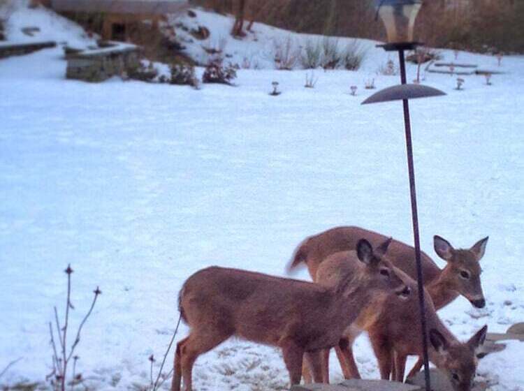 בית מלון כפרי 10 Fitch Luxurious Romantic Inn