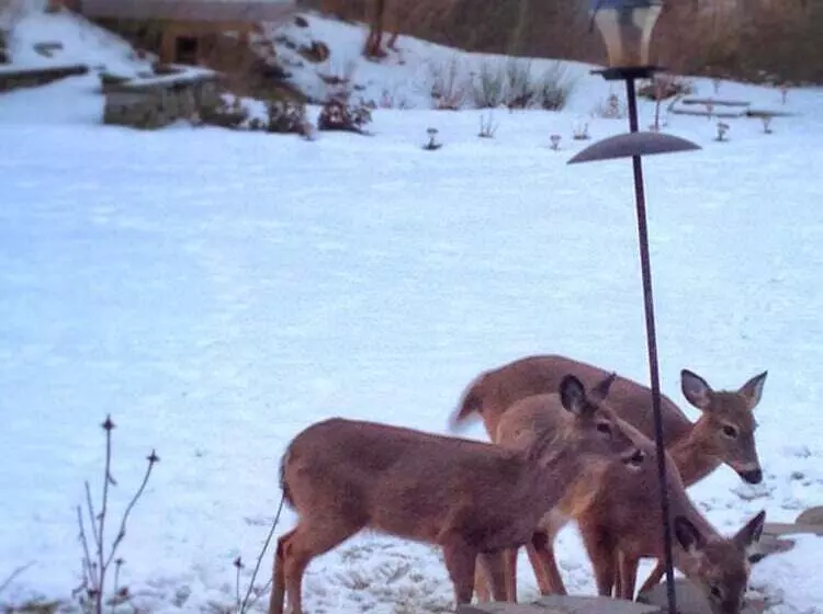 Hotelli 10 Fitch Luxurious Romantic Inn