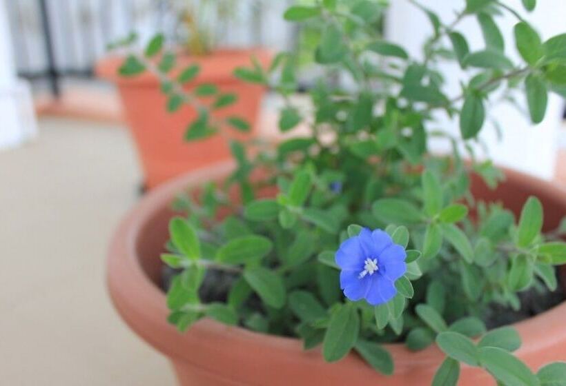 هتل Casa La Siesta