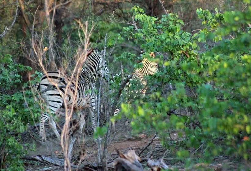 Hotelli Mtomeni Safari Camp