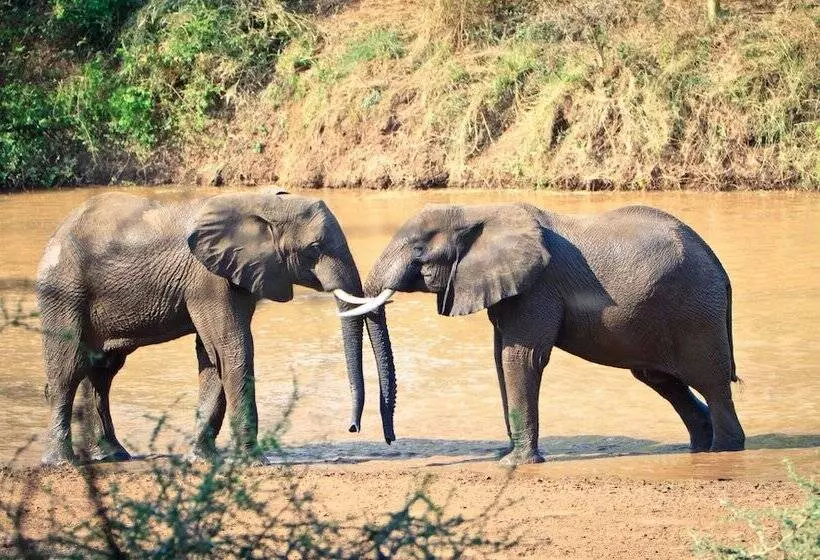 Hotelli Mtomeni Safari Camp