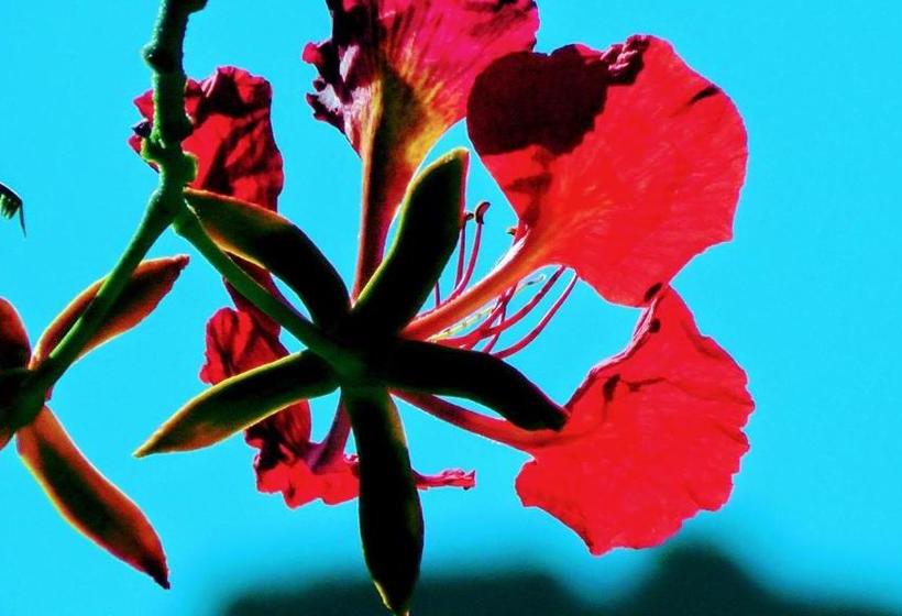 هتل Blue Explorers Resort