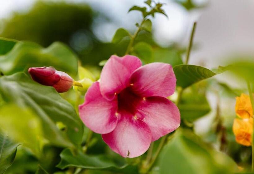 Aruba Boutique Apartments Adults Only