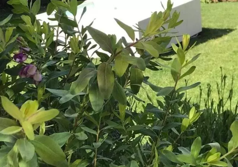 Hotelli Dormiveglia B&b