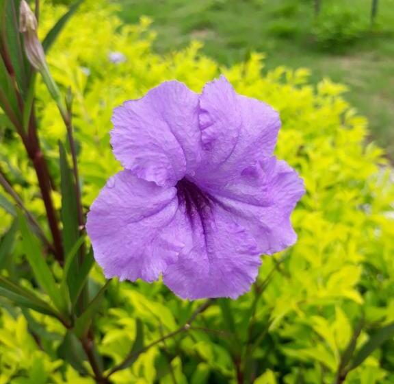 בית מלון כפרי Family House Resort