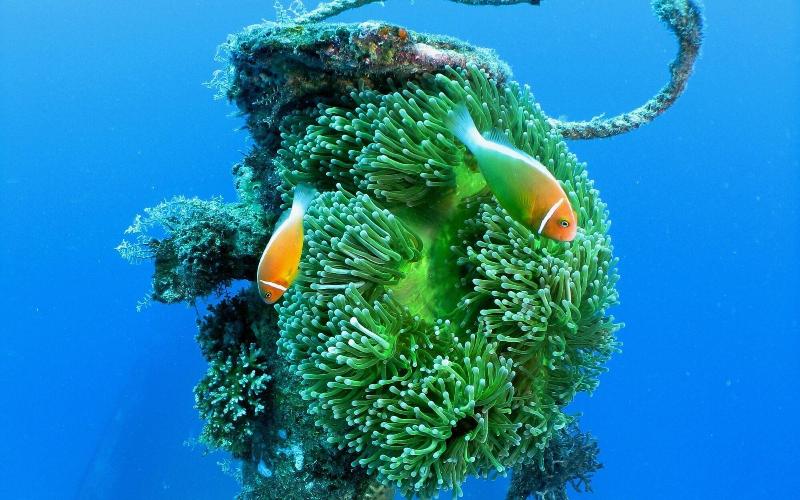 فندق Six Senses Fiji