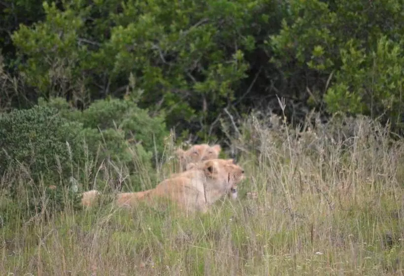Majatalo Beyond Cui Bono