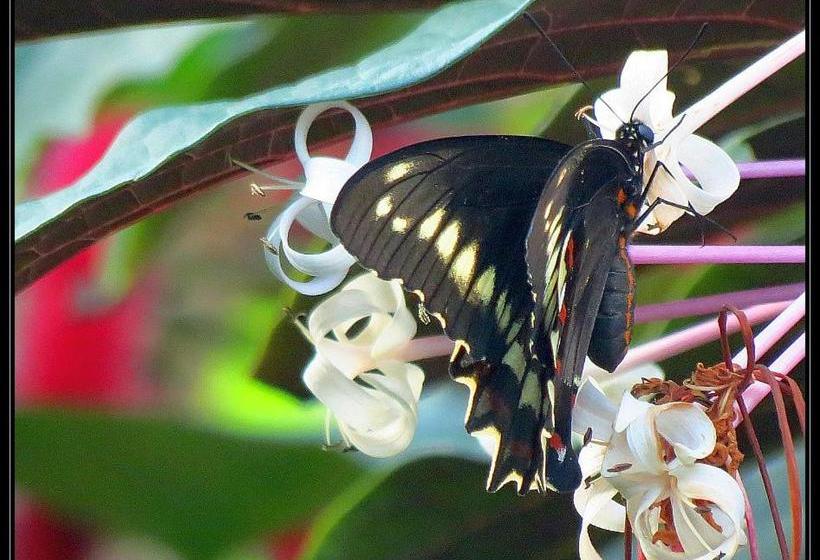 پانسیون Villa La Caleta