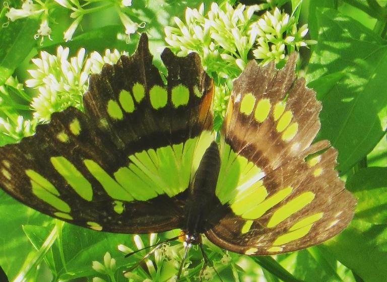 پانسیون Villa La Caleta