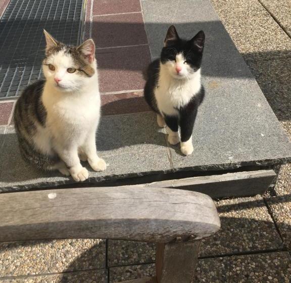 بنسيون Apparthaus Taxegger