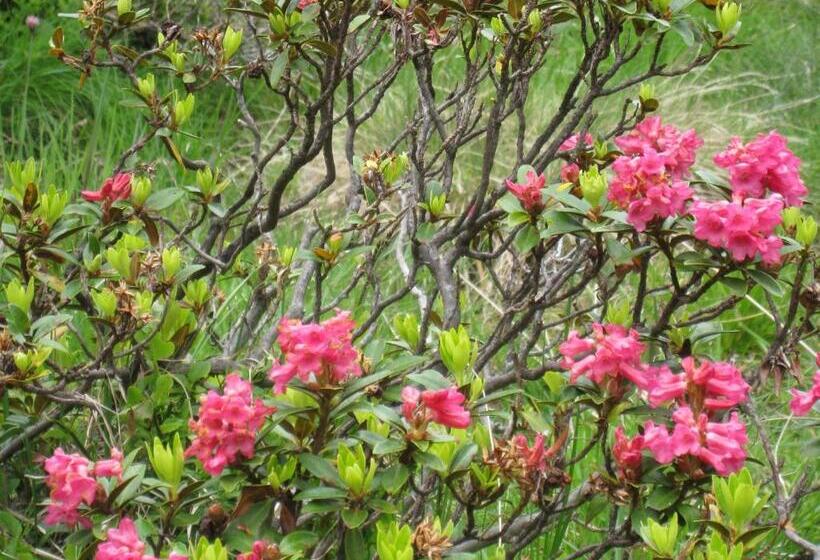 膳宿费 Haus Binder