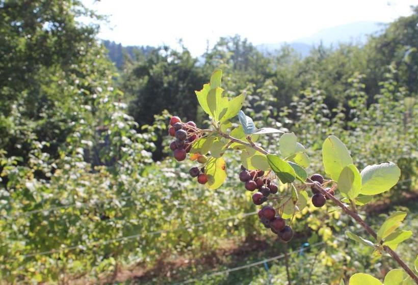 پانسیون Guest Accommodation Bakic