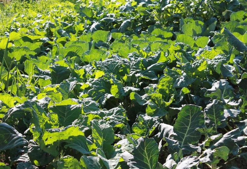 پانسیون Guest Accommodation Bakic