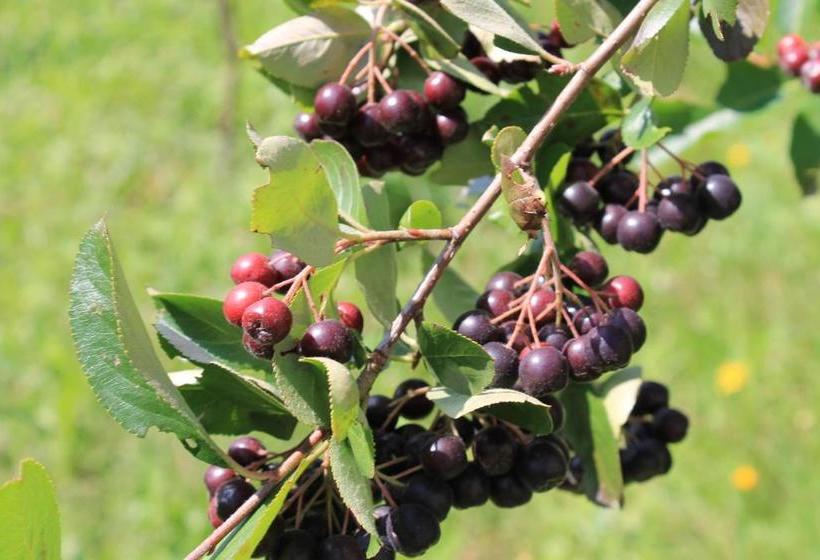 پانسیون Guest Accommodation Bakic