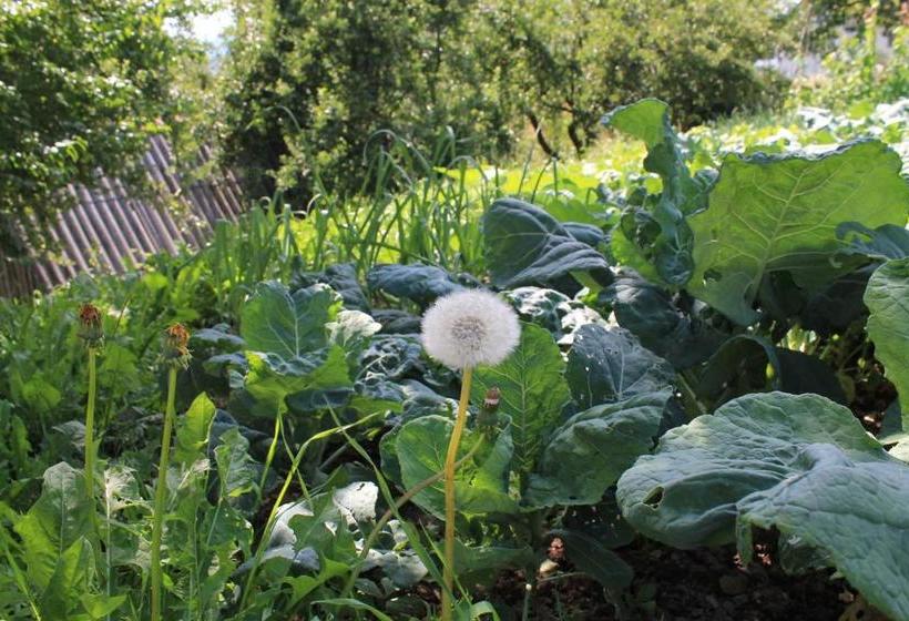 پانسیون Guest Accommodation Bakic