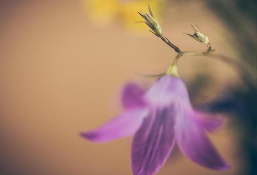 Пансион Leitnerhof