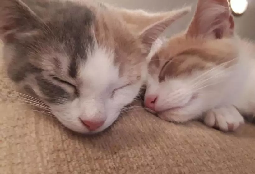 Majatalo Old Shanklin Guest House