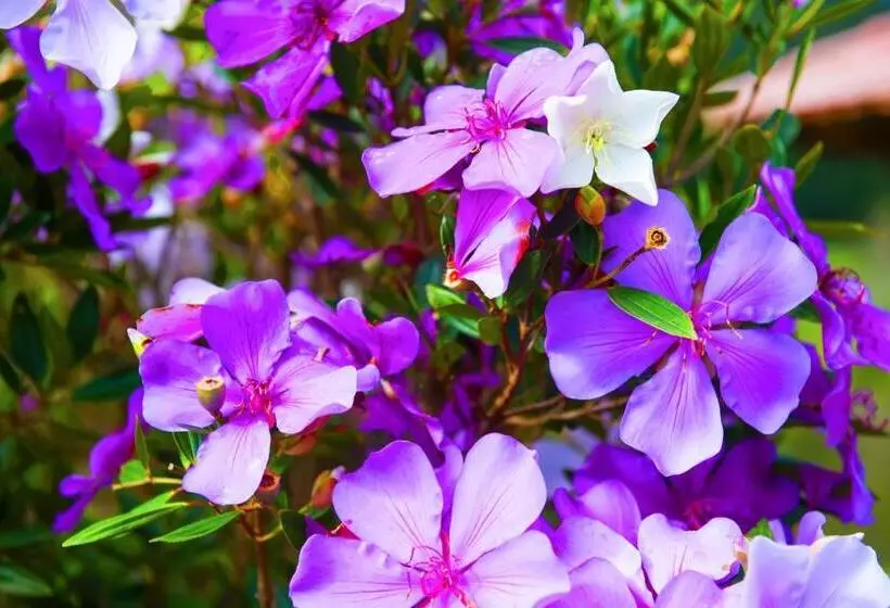 ペンション Pousada Dos Pinhos