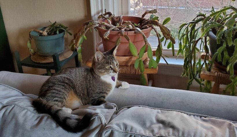 The Morrison House Bed And Breakfast