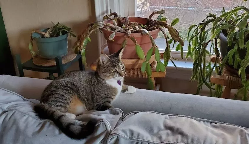 The Morrison House Bed And Breakfast