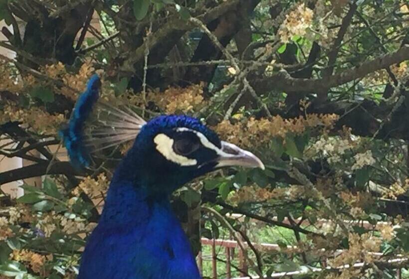 Bed and Breakfast Villa Tranquillité