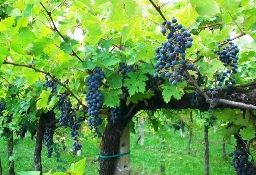 Hotelli Agriturismo Radaméz