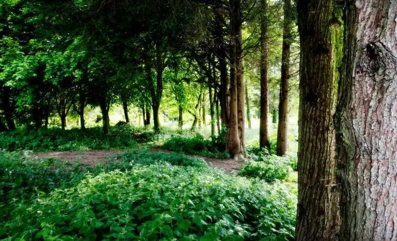 Majatalo Lakeview Holiday Cottages