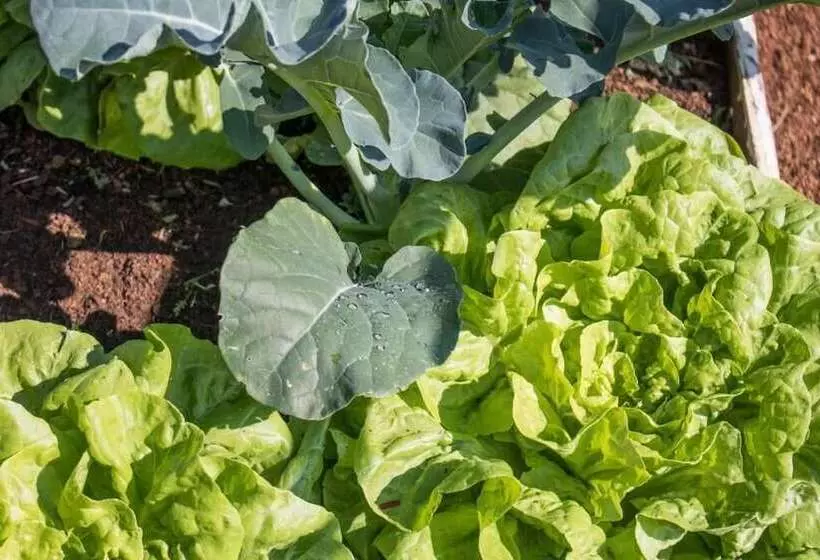 Majatalo Pousada Sonho Meu