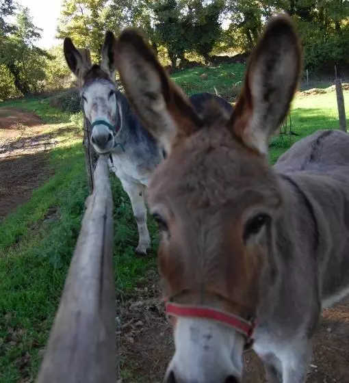 ホテル Bio Agriturismo Aia Del Tufo