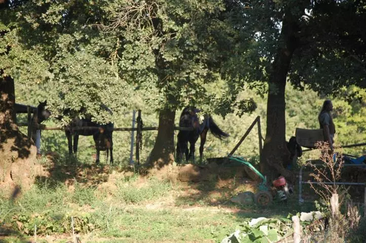 ホテル Bio Agriturismo Aia Del Tufo