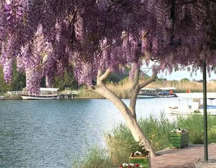 ペンション Sirius