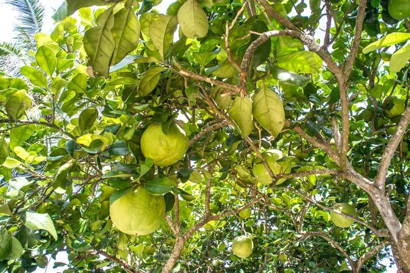 پانسیون Visal Sak Guesthouse