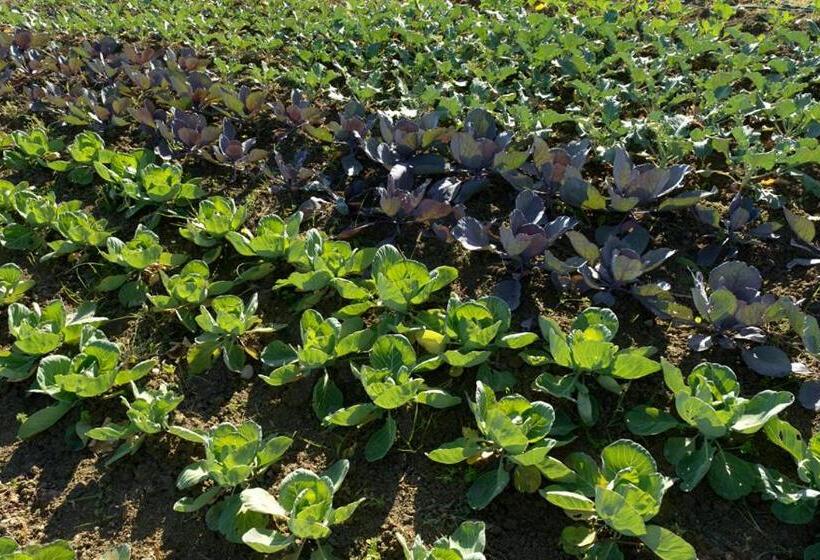 Отель Agriturismo Agra Mater